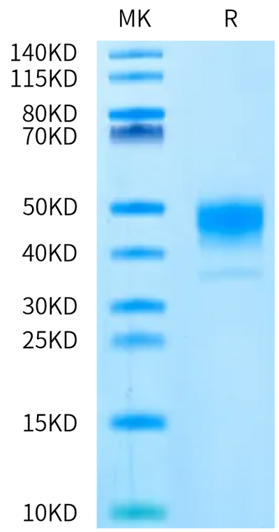 Biotinylated Human Coagulation factor III on Bis-Tris PAGE under reduced condition. The purity is greater than 95%.Biotinylated Human Coagulation factor III/Tissue Factor Protein, Active