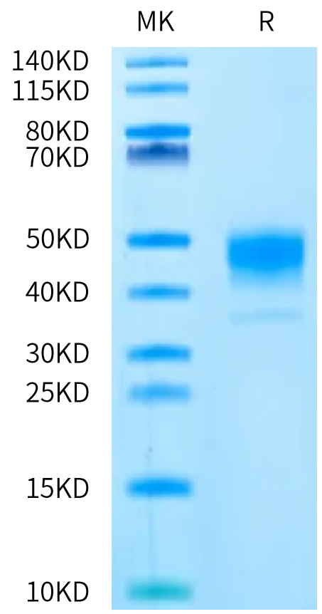 Biotinylated Human Coagulation factor III on Bis-Tris PAGE under reduced condition. The purity is greater than 95%.Biotinylated Human Coagulation factor III/Tissue Factor Protein, Active