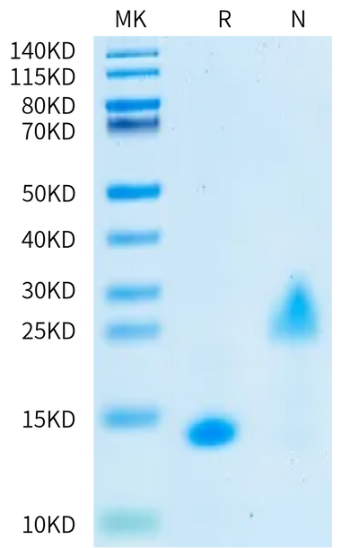 Human Activin B Protein on Bis-Tris PAGE under reduced (R) condition and Non reduced (N) condition. The purity is greater than 95%.Recombinant Human Activin B Protein, Active