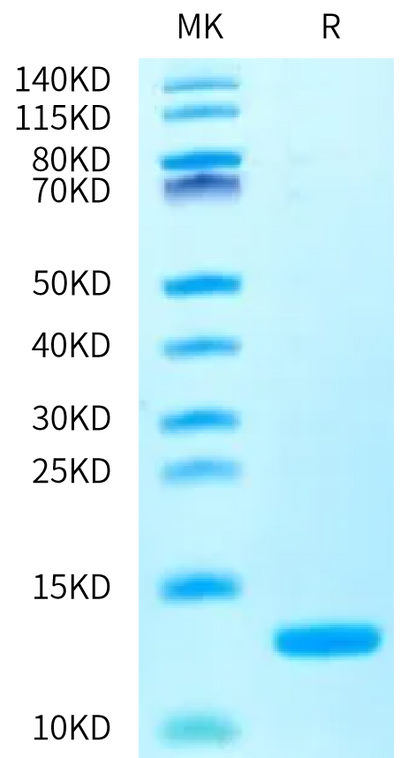 Human IL-13 on Bis-Tris PAGE under reduced condition. The purity is greater than 95%.Recombinant Human IL-13 Protein, Active