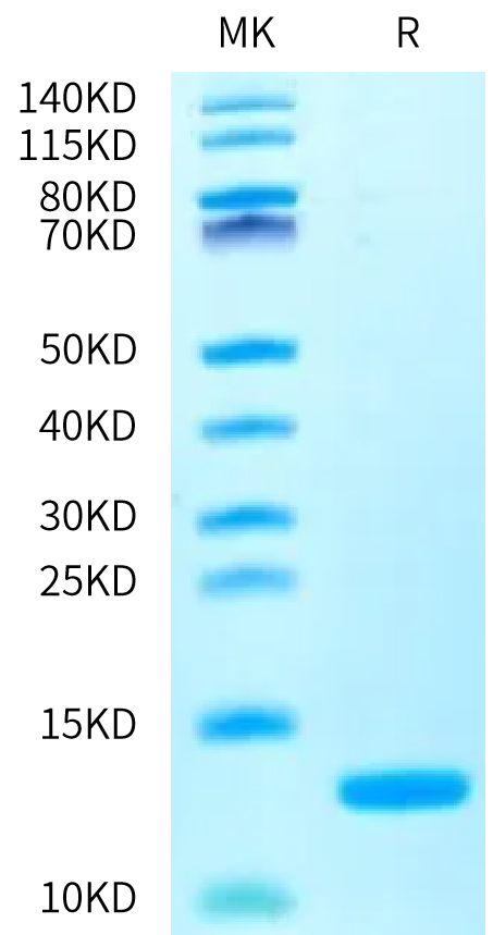 Human IL-13 on Bis-Tris PAGE under reduced condition. The purity is greater than 95%.Recombinant Human IL-13 Protein, Active