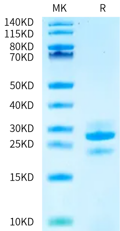 Human Kallikrein 7 on Bis-Tris PAGE under reduced condition. The purity is greater than 90%.Recombinant Human Kallikrein 7/KLK7 Protein, Active