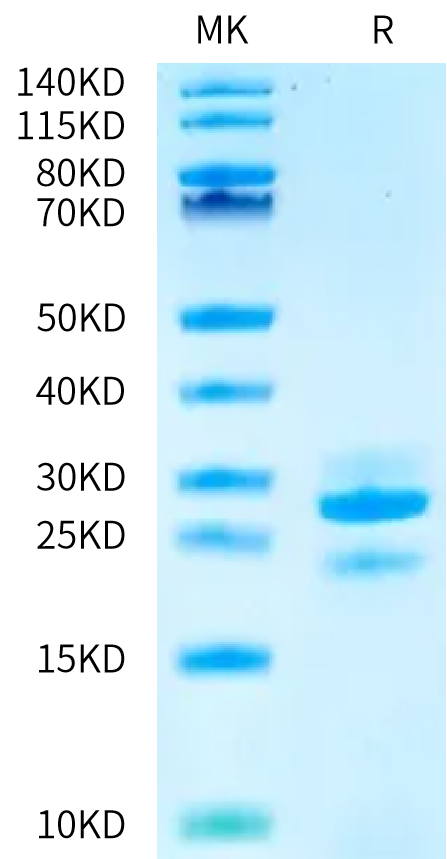 Human Kallikrein 7 on Bis-Tris PAGE under reduced condition. The purity is greater than 90%.Recombinant Human Kallikrein 7/KLK7 Protein, Active