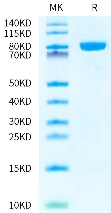 Biotinylated Human Transferrin on Bis-Tris PAGE under reduced condition. The purity is greater than 95%.Biotinylated Human Transferrin Protein, Active