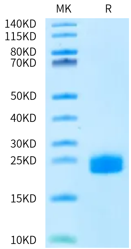 Biotinylated Human DLL3 Domain (352-479) on Bis-Tris PAGE under reduced condition. The purity is greater than 95%.Biotinylated Human DLL3 Domain (352-479) Protein