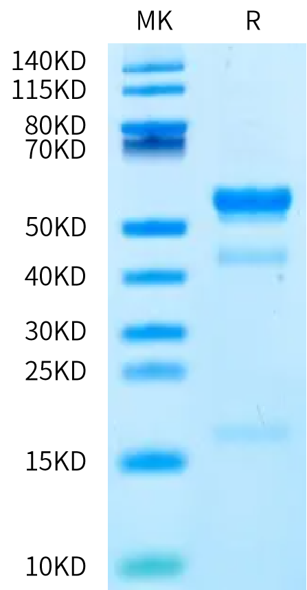 Human Latent GDF-11 on Bis-Tris PAGE under reduced condition. The purity is greater than 95%.Recombinant Human Latent GDF-11 Protein, Active