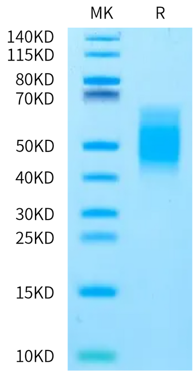 Rat B7-1 on Bis-Tris PAGE under reduced condition. The purity is greater than 95%.Recombinant Rat B7-1/CD80 Protein