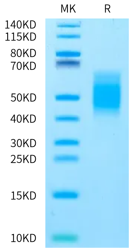 Rat B7-1 on Bis-Tris PAGE under reduced condition. The purity is greater than 95%.Recombinant Rat B7-1/CD80 Protein