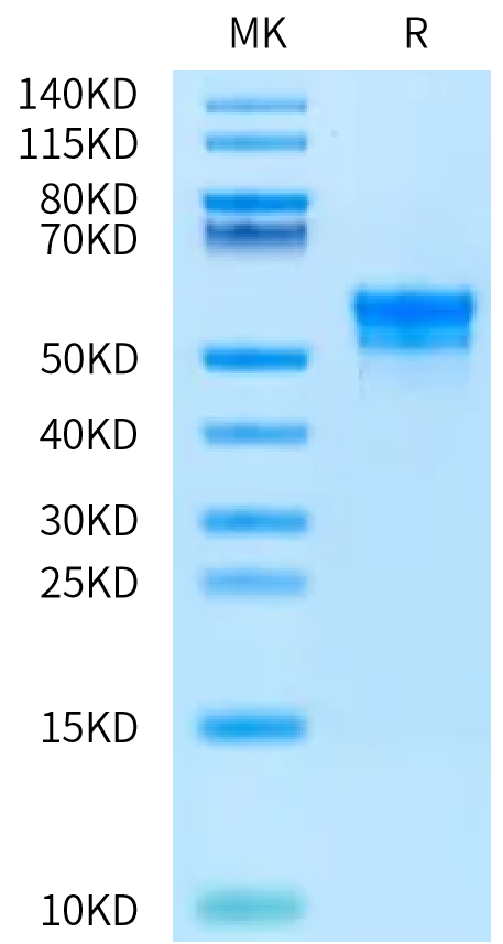 Rat TIGIT on Bis-Tris PAGE under reduced condition. The purity is greater than 95%.Recombinant Rat TIGIT Protein, Active