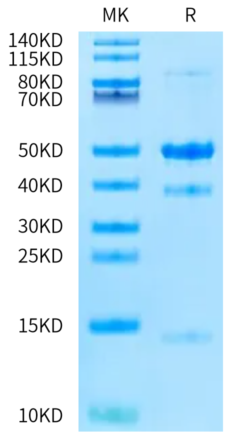 Mouse Latent GDF-8 on Bis-Tris PAGE under reduced condition. The purity is greater than 95%.Recombinant Mouse Latent GDF-8 Protein, Active