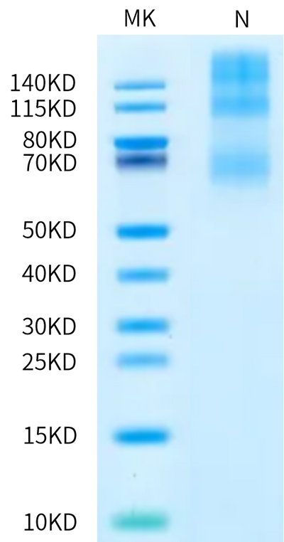 Biotinylated Human OX40 Ligand Trimer on Bis-Tris PAGE under Non reduced (N) condition. The purity is greater than 90%.Biotinylated Human OX40 Ligand/TNFSF4 Trimer Protein, Active