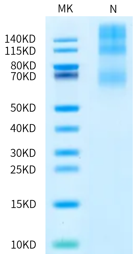 Biotinylated Human OX40 Ligand Trimer on Bis-Tris PAGE under Non reduced (N) condition. The purity is greater than 90%.Biotinylated Human OX40 Ligand/TNFSF4 Trimer Protein, Active