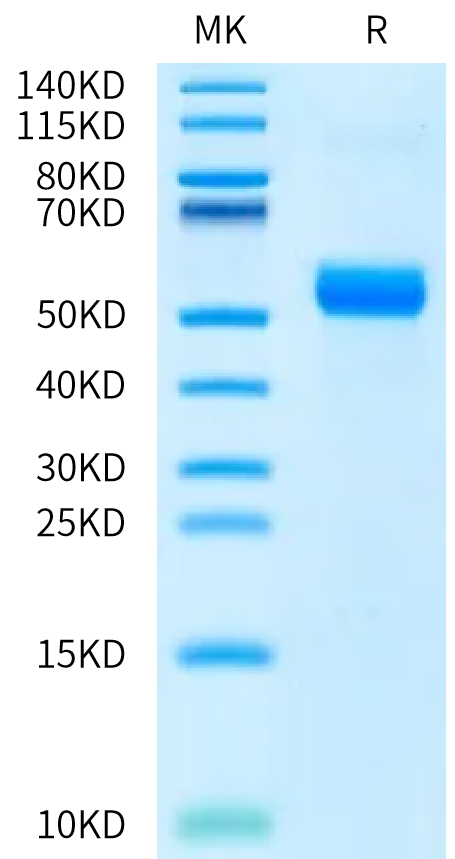 Biotinylated Human ANGPTL7 on Bis-Tris PAGE under reduced condition. The purity is greater than 95%.Biotinylated Human ANGPTL7/CDT6 Protein, Active