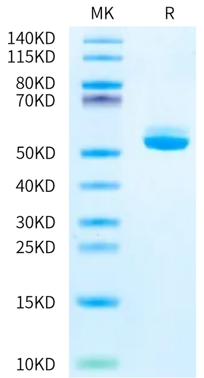 Mouse BAFF on Bis-Tris PAGE under reduced condition. The purity is greater than 95%.Recombinant Mouse BAFF/TNFSF13B/CD257 Protein, Active