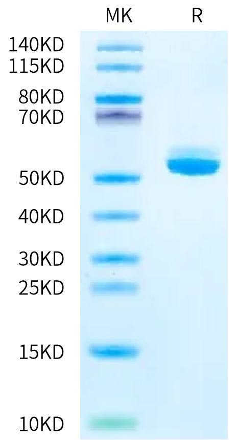 Mouse BAFF on Bis-Tris PAGE under reduced condition. The purity is greater than 95%.Recombinant Mouse BAFF/TNFSF13B/CD257 Protein, Active