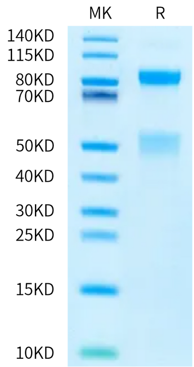 Human HGF R on Bis-Tris PAGE under reduced condition. The purity is greater than 95%.Recombinant Human HGF R/c-MET Protein, Active