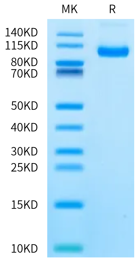 Human CDCP1 (30-440) on Bis-Tris PAGE under reduced condition. The purity is greater than 95%.Recombinant Human CDCP1 (30-440) Protein, Active