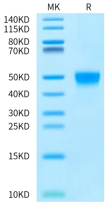 Rat Fc gamma RI on Bis-Tris PAGE under reduced condition. The purity is greater than 95%.Recombinant Rat Fc gamma RI/CD64 Protein, Active