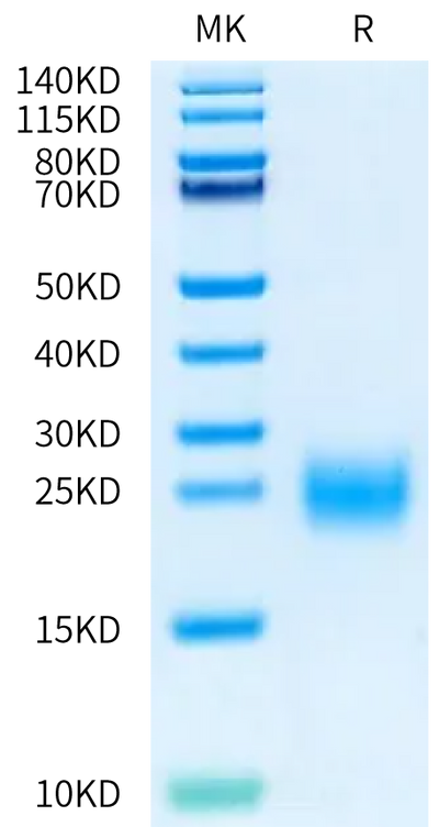 Human BAFF (68-133) on Bis-Tris PAGE under reduced condition. The purity is greater than 95%.Recombinant Human BAFF/TNFSF13B/CD257 (68-133) Protein