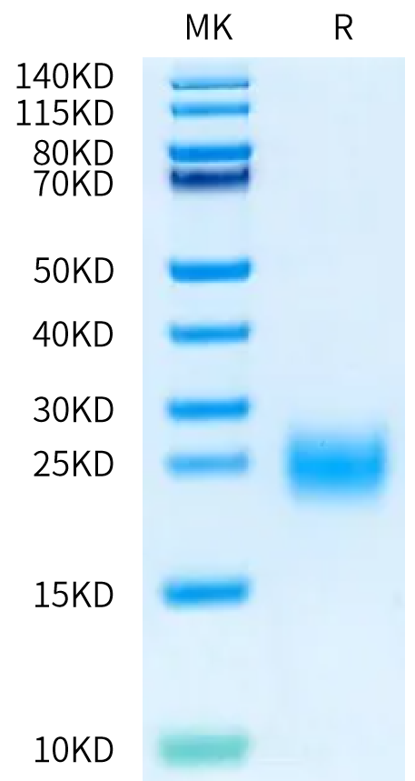 Human BAFF (68-133) on Bis-Tris PAGE under reduced condition. The purity is greater than 95%.Recombinant Human BAFF/TNFSF13B/CD257 (68-133) Protein