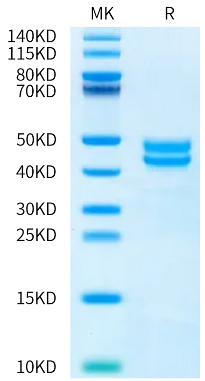 Human BAFF (68-133) on Bis-Tris PAGE under reduced condition. The purity is greater than 95%.Recombinant Human BAFF/TNFSF13B/CD257 (68-133) Protein