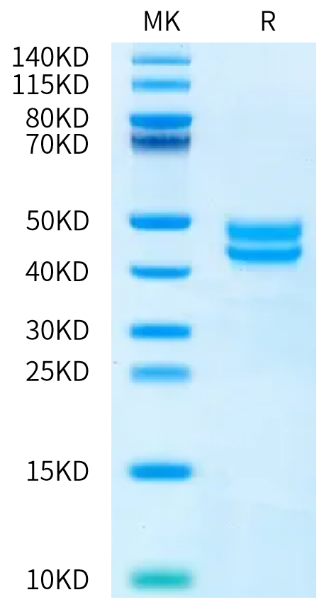 Human BAFF (68-133) on Bis-Tris PAGE under reduced condition. The purity is greater than 95%.Recombinant Human BAFF/TNFSF13B/CD257 (68-133) Protein