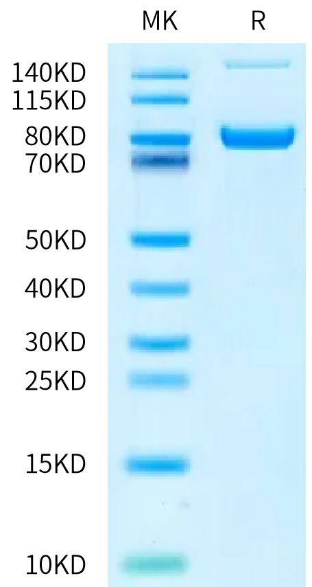Human Transferrin R on Bis-Tris PAGE under reduced condition. The purity is greater than 90%.Recombinant Human Transferrin R/CD71 Protein, Active
