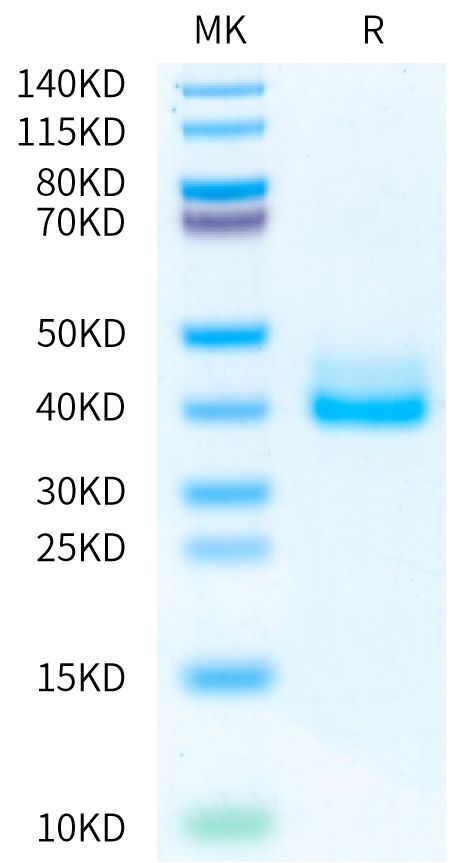 Biotinylated Mouse IgE on Bis-Tris PAGE under reduced condition. The purity is greater than 95%.Biotinylated Mouse IgE Protein, Active