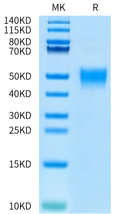 Biotinylated Human CD200 on Bis-Tris PAGE under reduced condition. The purity is greater than 95%.Biotinylated Human CD200/OX-2 Protein, Active