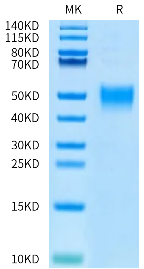 Biotinylated Human CD200 on Bis-Tris PAGE under reduced condition. The purity is greater than 95%.Biotinylated Human CD200/OX-2 Protein, Active