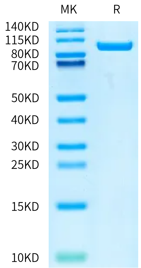 Human Serum Albumin on Bis-Tris PAGE under reduced condition. The purity is greater than 95%.Recombinant Human Serum Albumin Protein