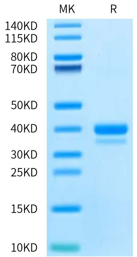 Biotinylated Cynomolgus IgE on Bis-Tris PAGE under reduced condition. The purity is greater than 95%.Biotinylated Cynomolgus IgE Protein, Active