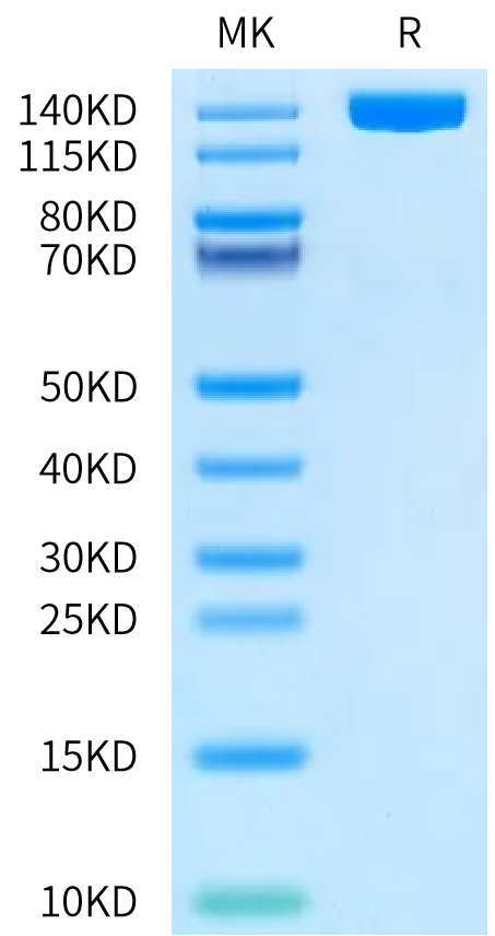 Human CD13 on Bis-Tris PAGE under reduced condition. The purity is greater than 95%.Recombinant Human CD13/ANPEP Protein, Active