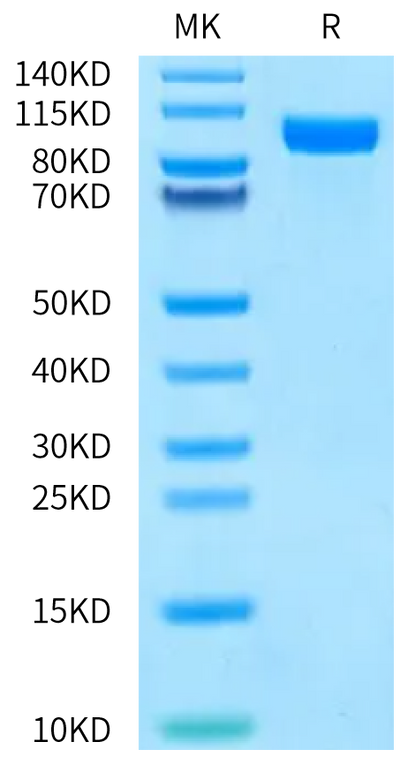 Human Her3 on Bis-Tris PAGE under reduced condition. The purity is greater than 95%.Recombinant Human Her3/ErbB3 Protein, Active