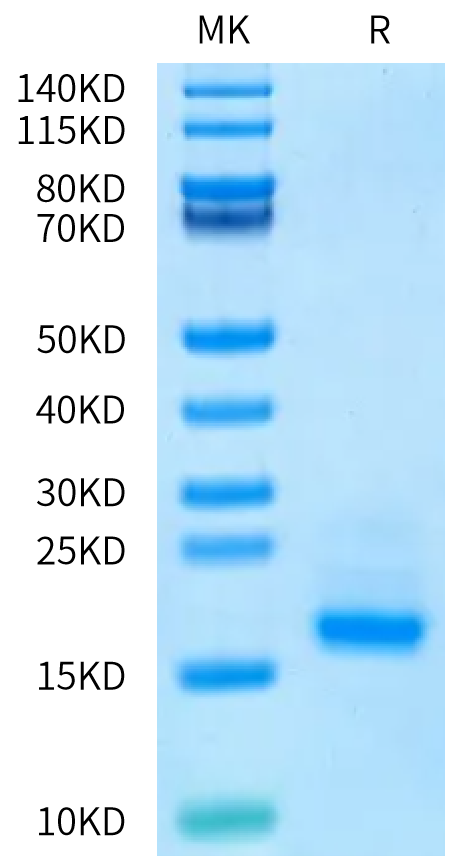 Biotinylated Human CD3E on Bis-Tris PAGE under reduced condition. The purity is greater than 95%.Biotinylated Human CD3E/CD3 epsilon Protein, Active