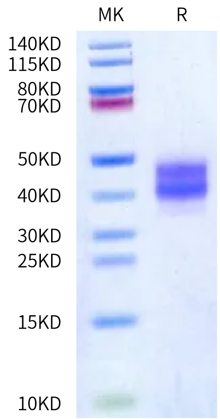 Biotinylated Mouse FOLR1 on Bis-Tris PAGE under reduced condition. The purity is greater than 95%.Biotinylated Mouse FOLR1 Protein