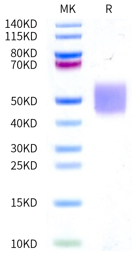 Human Fc gamma RIIIA (V176) on Bis-Tris PAGE under reduced condition. The purity is greater than 95%.Recombinant Human Fc gamma RIIIA/CD16a (V176) Protein, Active