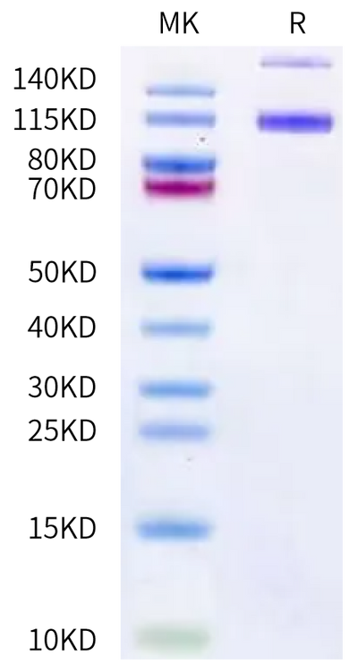 Canine ENPP-1 on Bis-Tris PAGE under reduced condition. The purity is greater than 90%.Recombinant Canine ENPP-1 Protein, Active