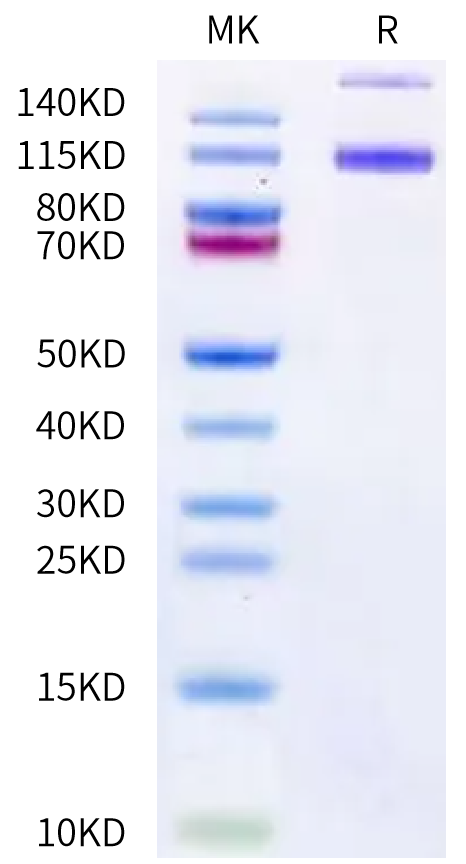 Canine ENPP-1 on Bis-Tris PAGE under reduced condition. The purity is greater than 90%.Recombinant Canine ENPP-1 Protein, Active