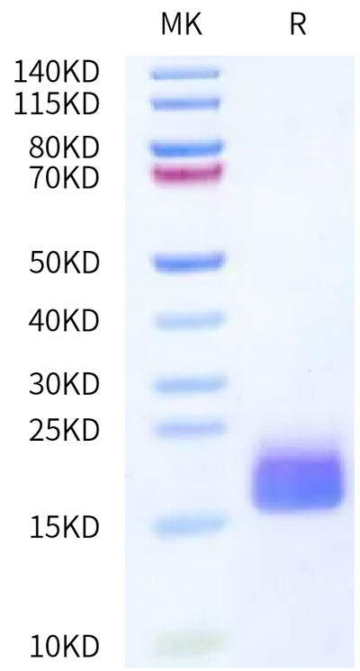 Cynomolgus LY6G6D on Bis-Tris PAGE under reduced condition. The purity is greater than 95%.Recombinant Cynomolgus LY6G6D Protein, Active