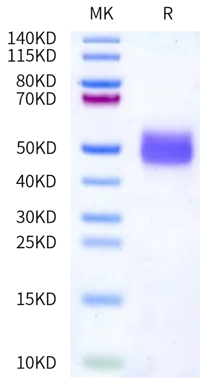 Mouse DNAM-1 on Bis-Tris PAGE under reduced condition. The purity is greater than 95%.Recombinant Mouse DNAM-1/CD226 Protein