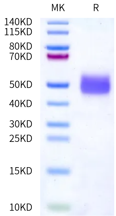 Mouse DNAM-1 on Bis-Tris PAGE under reduced condition. The purity is greater than 95%.Recombinant Mouse DNAM-1/CD226 Protein
