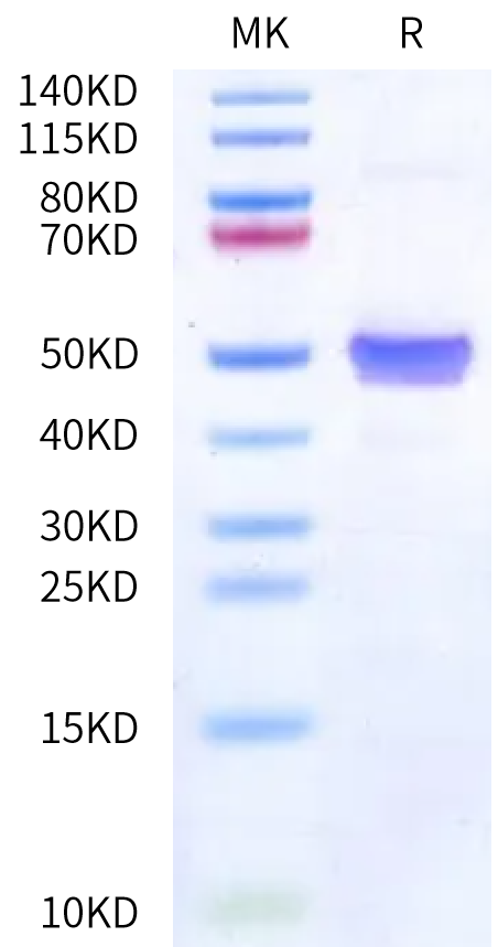 Human pro GDF-8 on Bis-Tris PAGE under reduced condition. The purity is greater than 95%.Recombinant Human pro GDF-8 Protein, Active