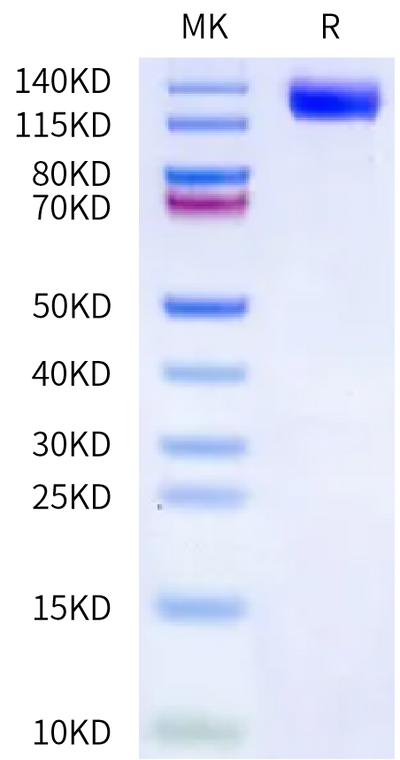 Canine LIF R on Bis-Tris PAGE under reduced condition. The purity is greater than 95%.Recombinant Canine LIF R/CD118 Protein, Active