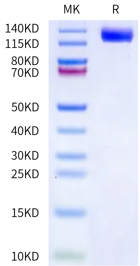 Canine LIF R on Bis-Tris PAGE under reduced condition. The purity is greater than 95%.Recombinant Canine LIF R/CD118 Protein, Active