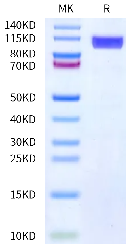 Human CD36 on Bis-Tris PAGE under reduced condition. The purity is greater than 90%.Recombinant Human CD36/SR-B3 Protein