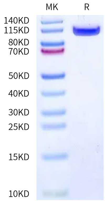 Mouse DPPIV on Bis-Tris PAGE under reduced condition. The purity is greater than 90%.Recombinant Mouse DPPIV/CD26 Protein, Active