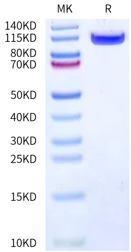 Mouse DPPIV on Bis-Tris PAGE under reduced condition. The purity is greater than 90%.Recombinant Mouse DPPIV/CD26 Protein, Active