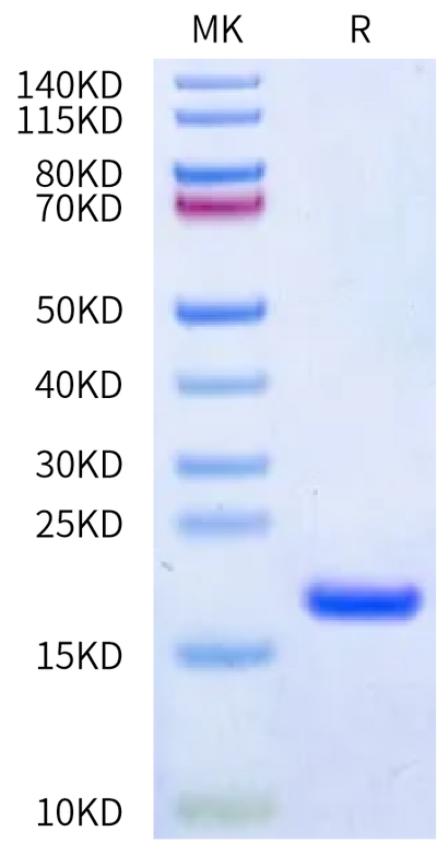 Human IL-36 alpha on Bis-Tris PAGE under reduced condition. The purity is greater than 95%.Recombinant Human IL-36 alpha/IL-1F6 Protein