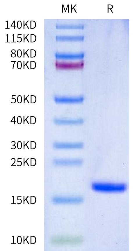 Human IL-36 gamma on Bis-Tris PAGE under reduced condition. The purity is greater than 95%.Recombinant Human IL-36 gamma/IL-1F9 Protein